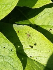 Pisaura mirabilis