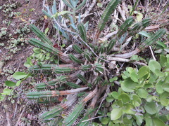 Euphorbia mammillaris
