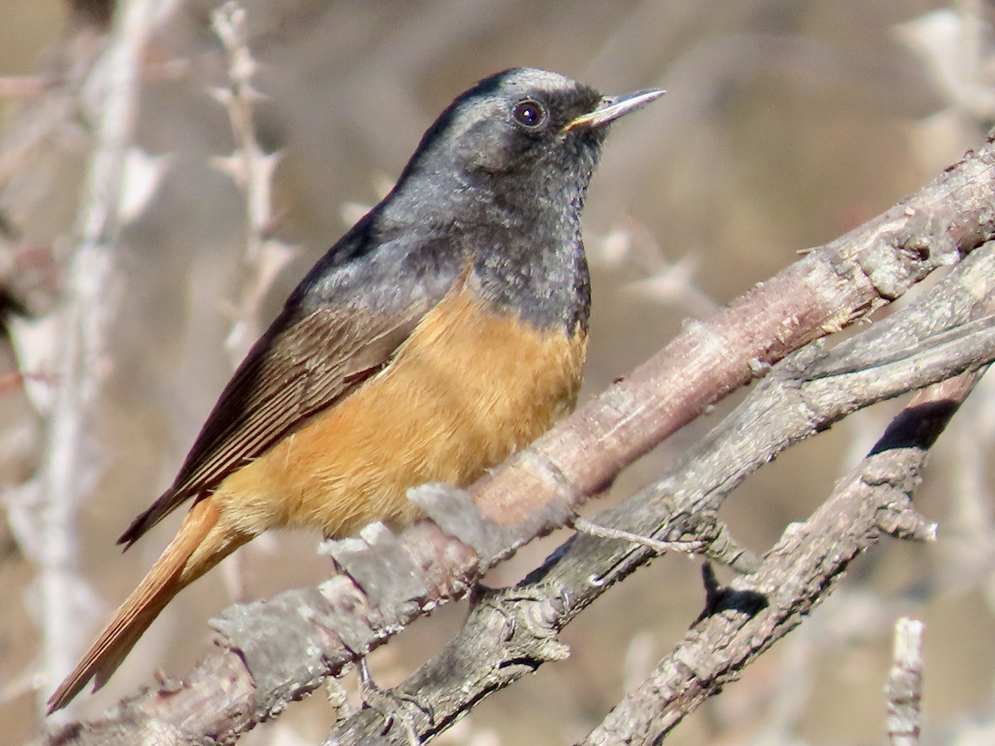 Black Redstart