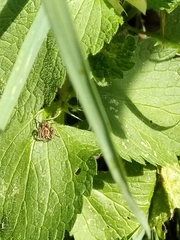 Pisaura mirabilis