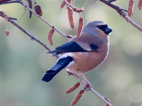 Grey-headed Bullfinch (Pyrrhula erythaca)