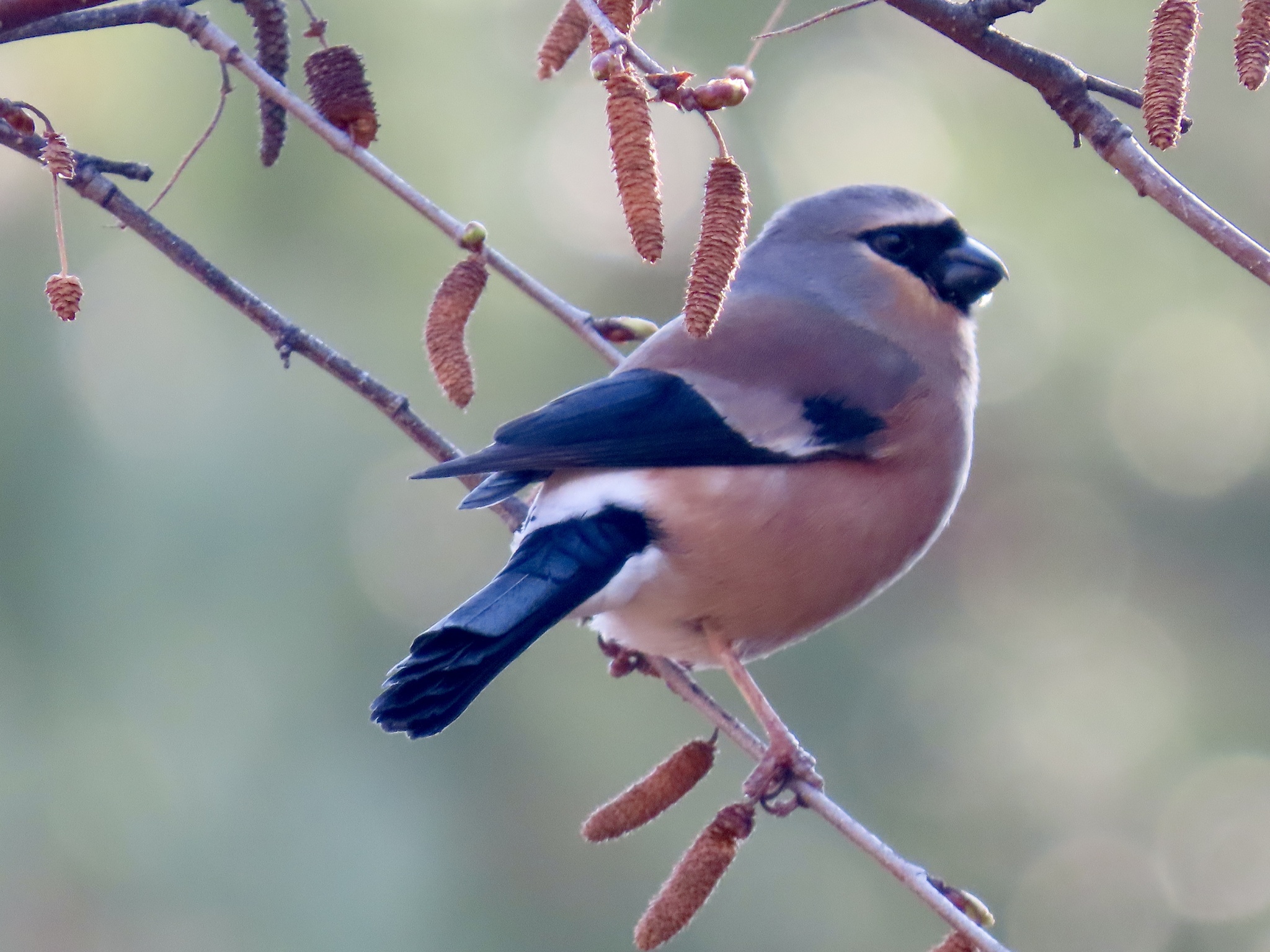 Grey-headed Bullfinch (Pyrrhula erythaca), photo 1