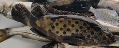 Atlantic goliath grouper