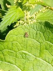 Pisaura mirabilis