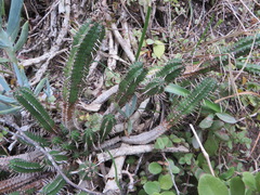 Euphorbia mammillaris