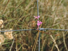 Dianthus balbisii