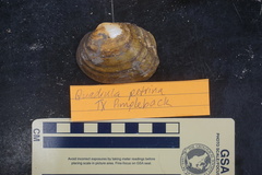 Cyclonaias necki