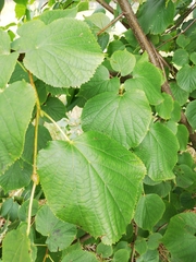 Tilia