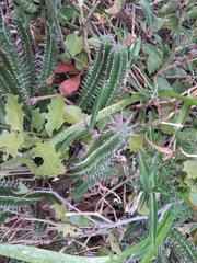Euphorbia mammillaris