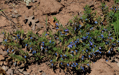 Penstemon caespitosus