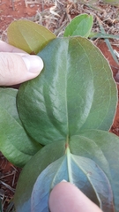 Smilax goyazana
