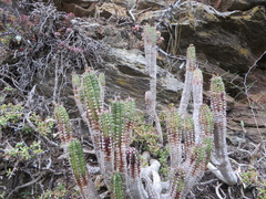 Euphorbia mammillaris