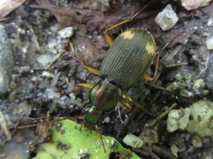 Chlaenius posticalis