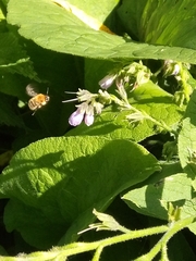 Bombus