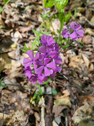 Hairy phlox (Phlox amoena)