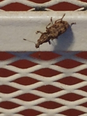 Meconemus infuscatus