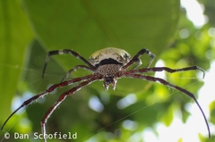 Argiope appensa