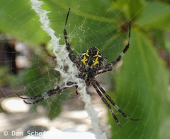 Argiope appensa
