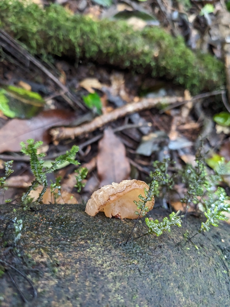 Auricularia delicata · April 2025 · photo: © ratbagplant (iNaturalist, cc-by)