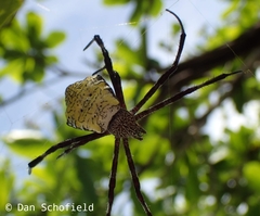 Argiope appensa