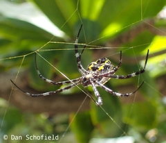 Argiope appensa