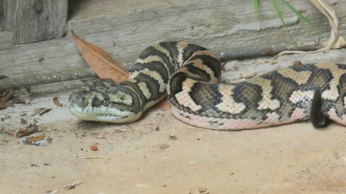 Coastal Carpet Python sighting
