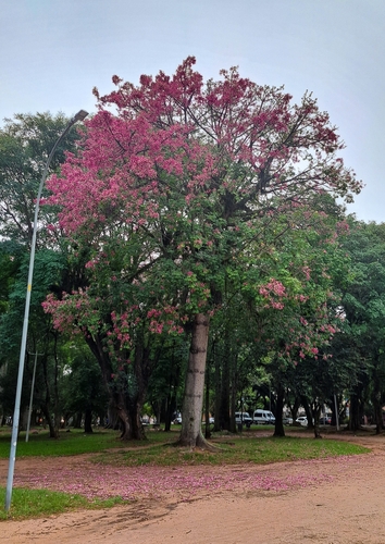 Ceiba speciosa
