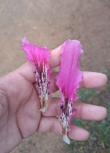 Ceiba speciosa