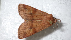 Diarsia mendica