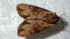 Apamea crenata