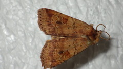 Diarsia mendica