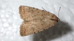 Caradrina clavipalpis
