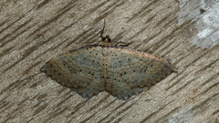 Chrysolarentia microcyma