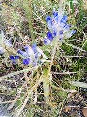 Gentiana decumbens