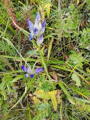 Gentiana decumbens