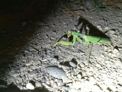 Hierodula transcaucasica