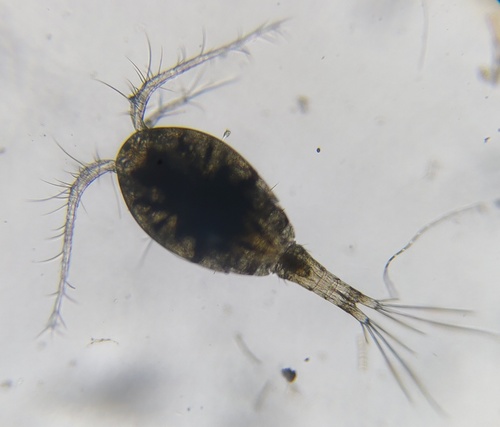 Representative image of Macrocyclops