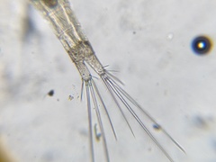 Macrocyclops albidus