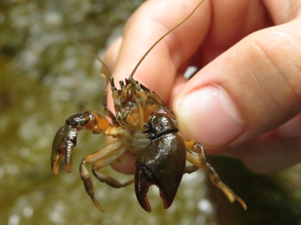 Aegla marginata