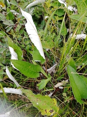 Saussurea controversa