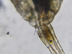 Macrocyclops albidus