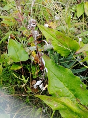 Saussurea controversa