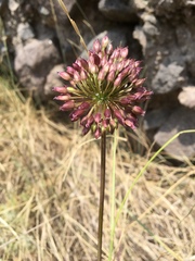 Allium phanerantherum