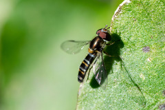 Pseudoscaeva meridionalis