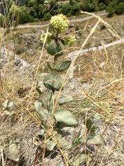 Hylotelephium caucasicum