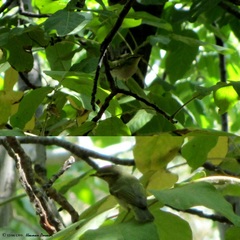 Phylloscopus nitidus