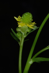 Ranunculus abortivus