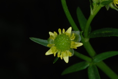 Ranunculus abortivus