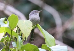 Chirinda Apalis photo 1