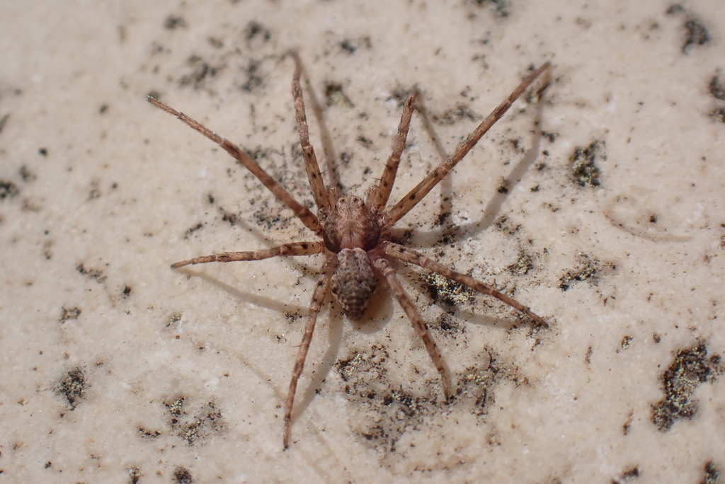 Glaucous Beautiful Running Crab Spider